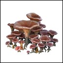 Mycelium Roots